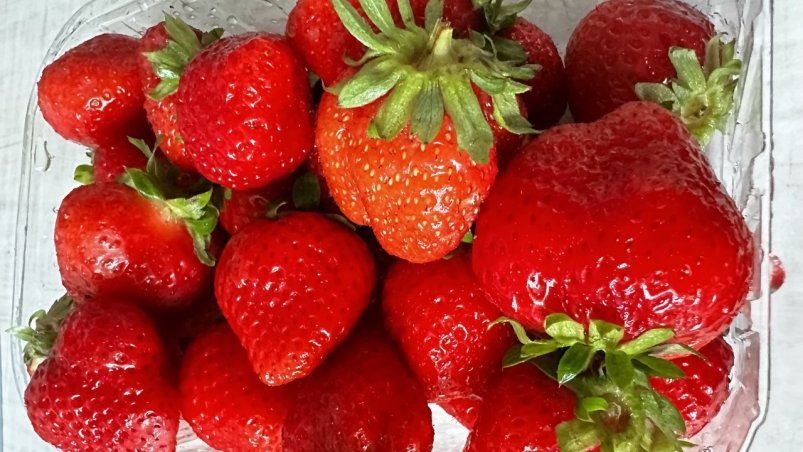 Пара опрыскиваний – и клубника побила все рекорды: обильный урожай вкусных сочных ягод – соседи просят поделиться секретом