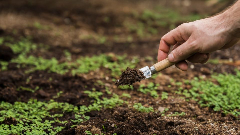 Делаю за 1 сутки натуральное удобрение — мощное и бесплатное: всё растёт как дрожжах