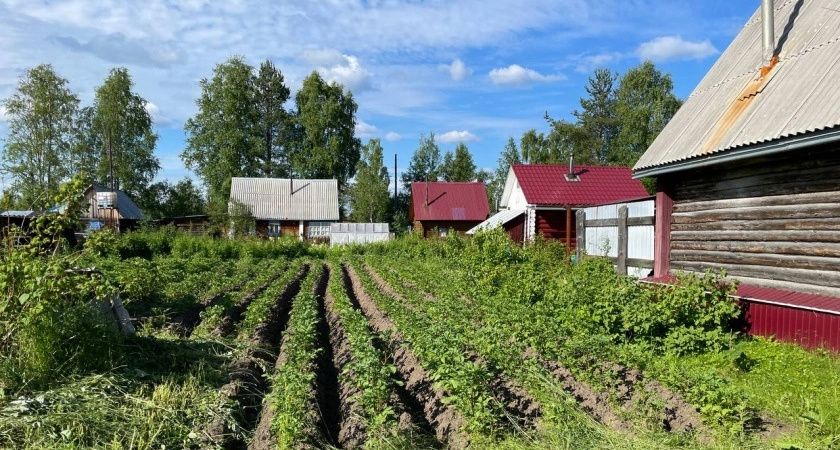 Три ложки на кучу в мае и перегниют даже ветки: быстрый компост без всяких хлопот - земля словно пух