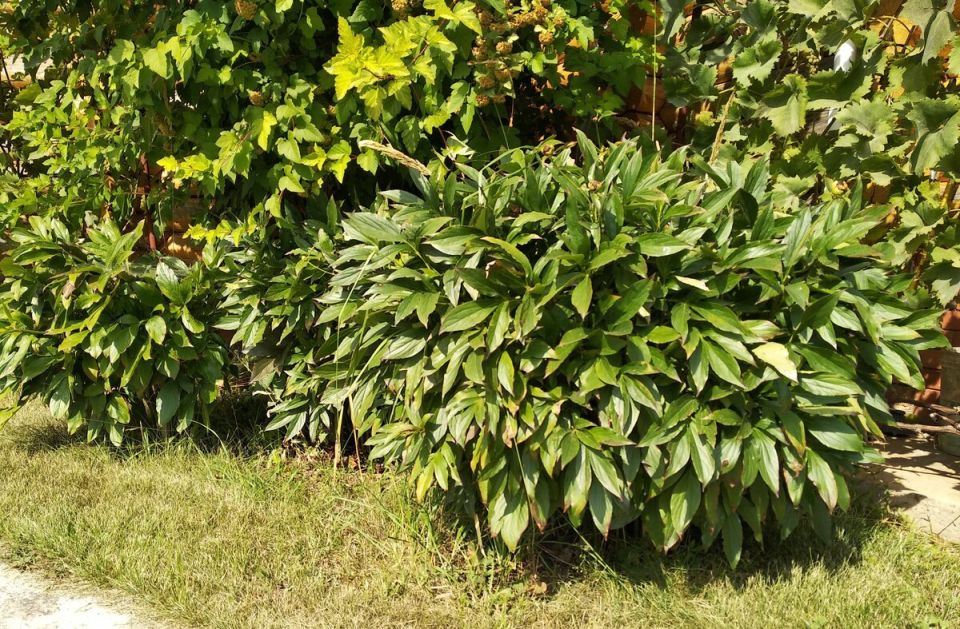 Как подготовить пионы к зиме: советы для цветущей весны