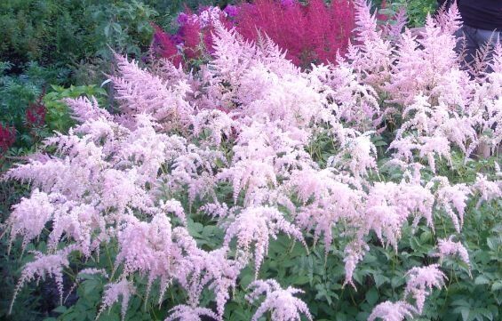 Астильбы: цветочные звезды июля, которые добавят шарма вашему саду