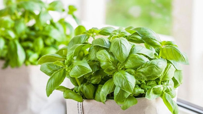 Как вырастить идеальный базилик: секреты от бабушки для успешного урожая
