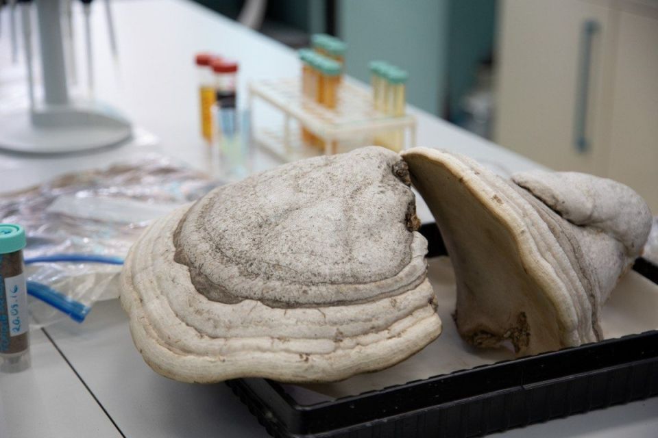 Уральские ученые создали революционную мазь из грибов для эффективного лечения ожогов