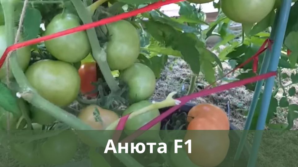 Секреты успешного огорода: популярные сорта томатов для ранней посадки