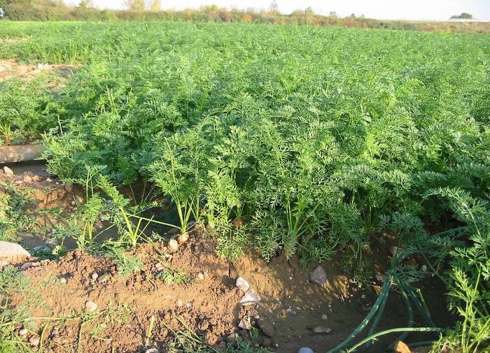 Как добиться великолепного урожая моркови: секреты здорового питания для корнеплодов