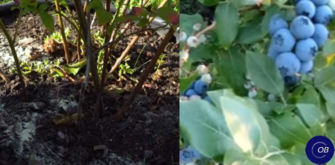 Осенний уход за голубикой: секреты успешного урожая