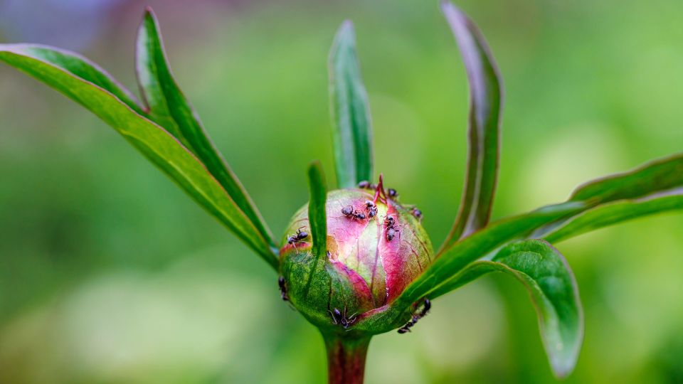 Муравьев с пионов истребите только одним способом: не тратьте время на химию и яды