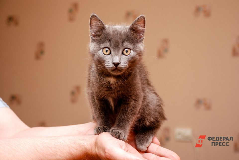 Зоозащитники критикуют новый законопроект о лимите домашних животных в России