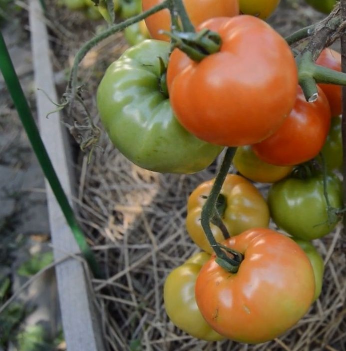 Возрождение классических советских томатов: лучшие сорта для современного огорода