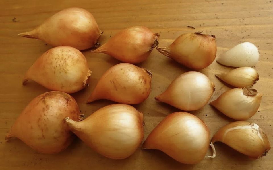 Как ухаживать за детками тюльпанов: пошаговый гид