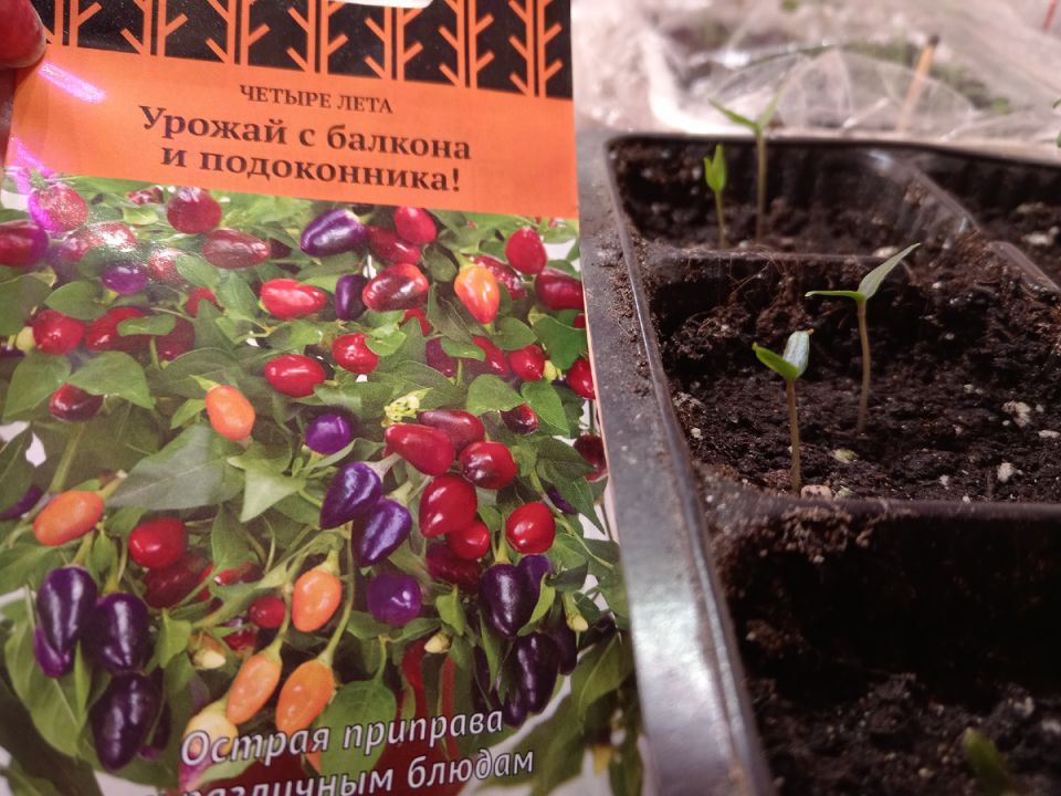 5 причин, почему семена перца могут не прорасти