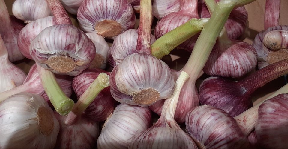 Секреты успешной посадки озимого чеснока