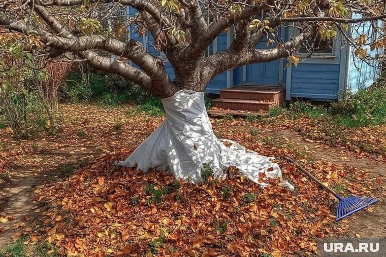 Подготовка сада к зиме в ноябре