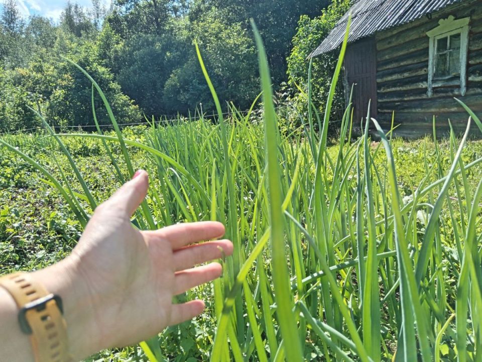 Оптимальные сроки сбора лука с грядок
