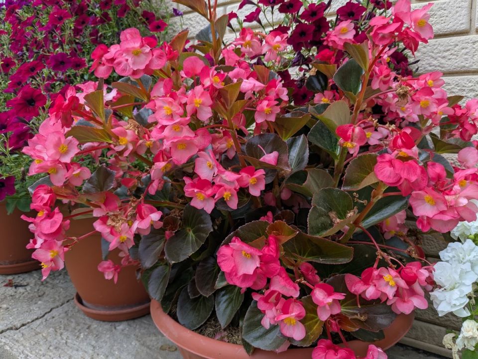 Секреты осеннего посева: шесть однолетников, которые стоит посадить в 2025 году