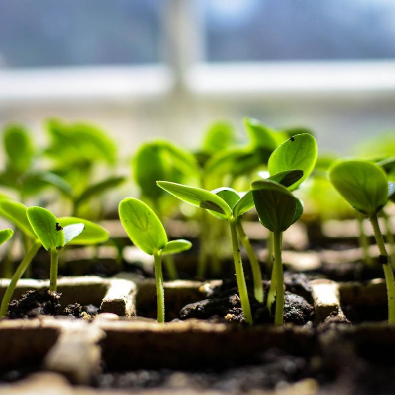 Как избежать перерастания рассады и вырастить крепкие растения