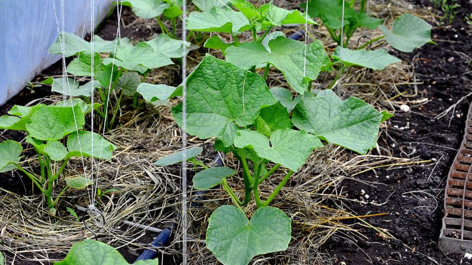 Пожелтение листьев огурцов: основные причины и как с ними бороться