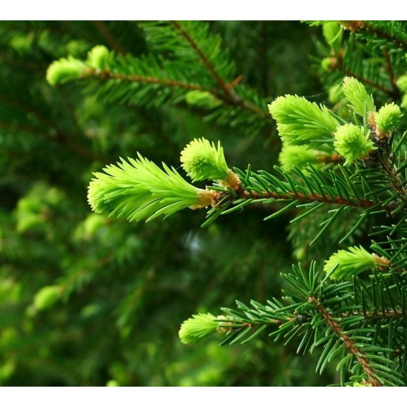 Как сделать хвойные более красивыми: искусство прищипки