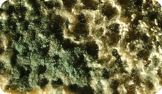 Как вернуть фасаду прежнюю красоту: очистка от высолов, налета и плесени