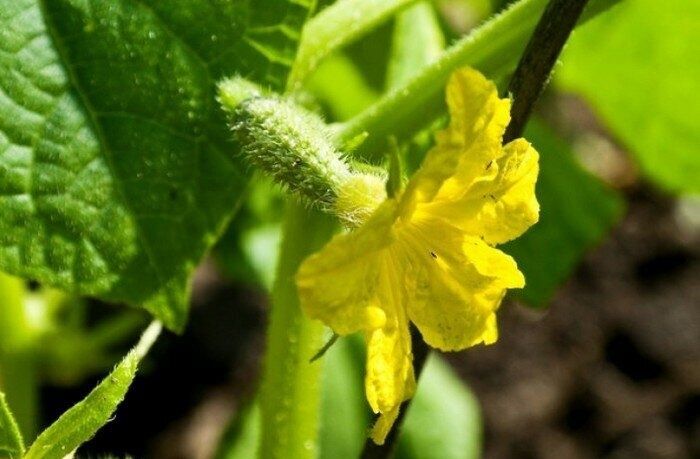 ������ � ����: ��� ������ ����� �������