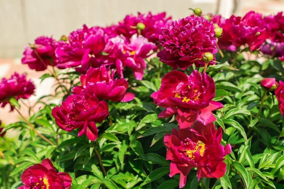 ��� ��������� ����� ������