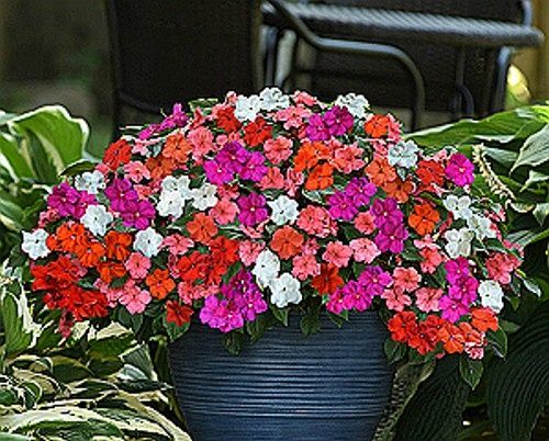 Как создать яркий сад: лучшие цветы для посадки в 2025 году