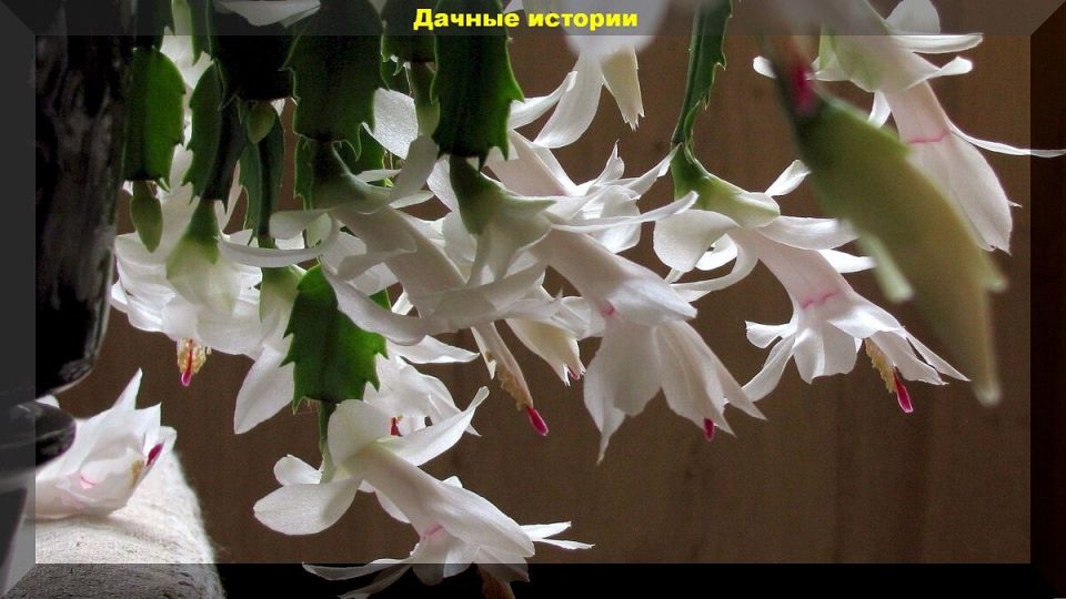 ���������: ������� �����, �������� � ����������� ������