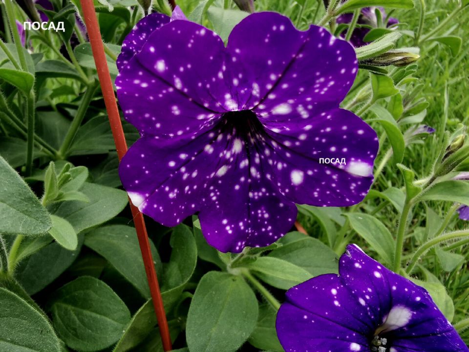 ������������� �������: ������ ��� ��� � ���������� �������?