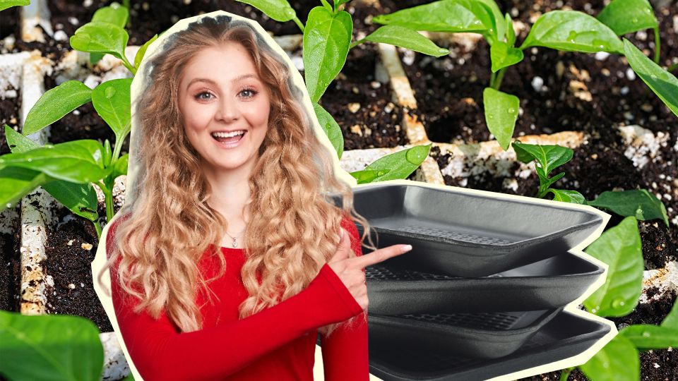 �� ������������ ����� ��-��� ����������� ����: ������ ������� ����������