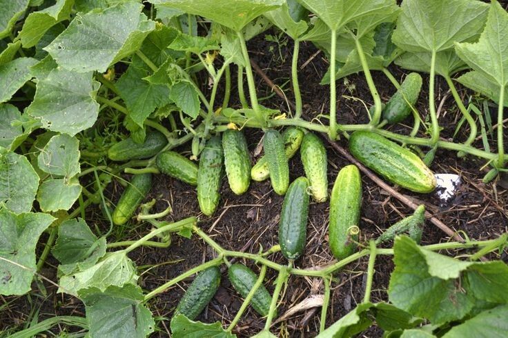 ������� ��������: ��� ��������� ��������� ������ � 2025 ����