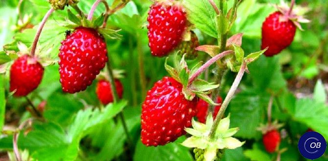 ����� ����������: ��������� ������������ ��������� �� �����