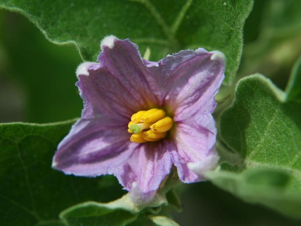 ������� ����������� �� ����������