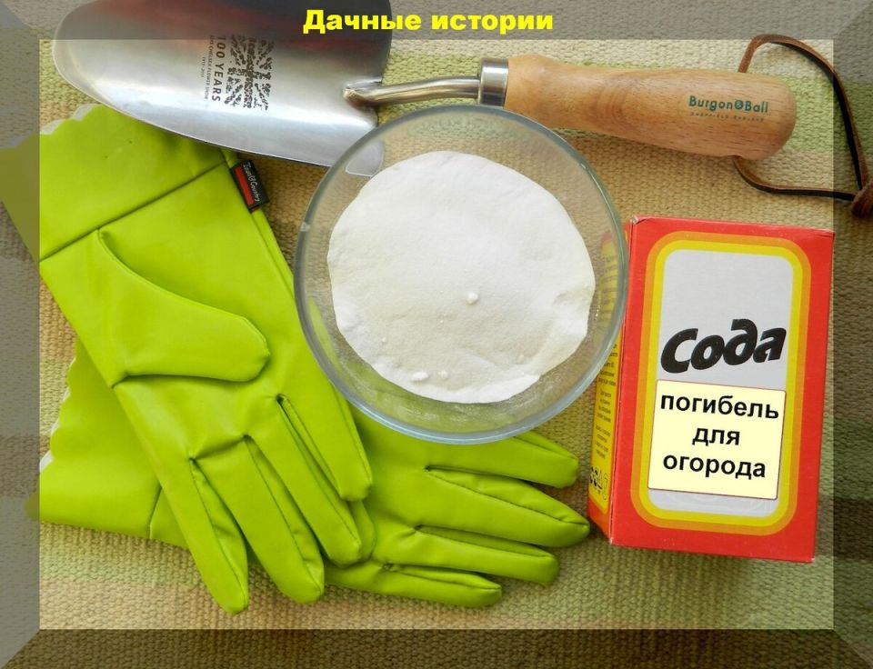 ������ ���� �� ������ �������� �� �������: ������������ ����