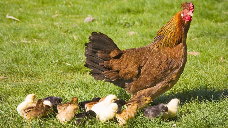 ���� ����� ������ ������� ���� � ����: �������� � ���� ���� �������