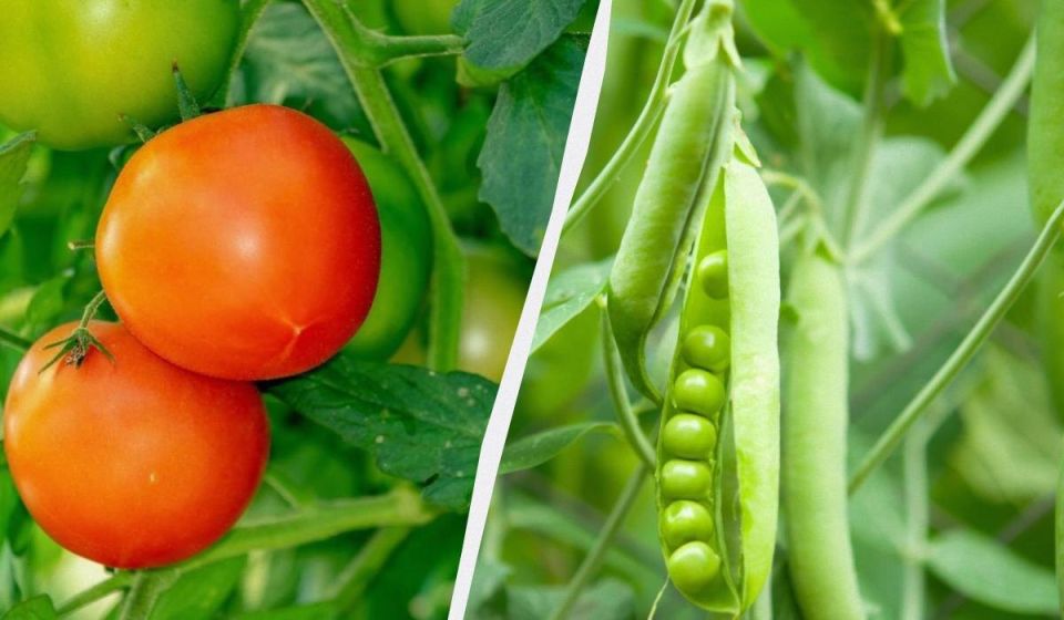 ��������� ������� ������: ����� ����� �������� � ������ ����