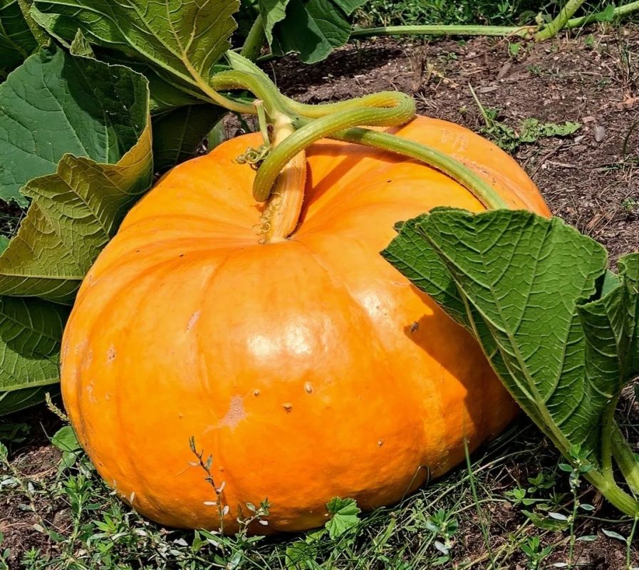 ��������� ����������� �����: ������ ��� ��������� ������