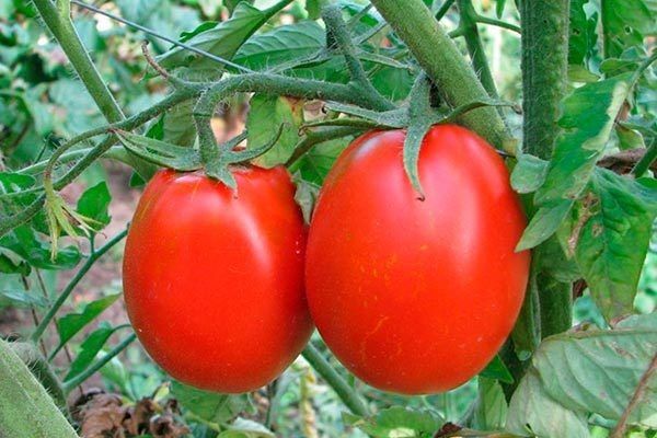 ������������� ������: ������ ���������� �������� ���� ����?