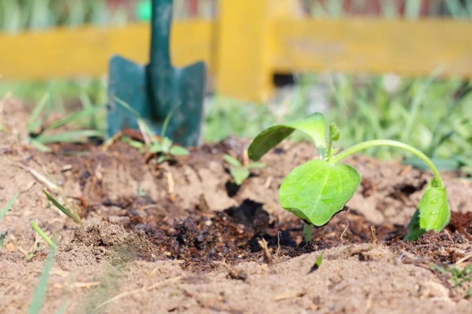 ��������: ����� ��� ������� �������, ������� ����� �� ����������