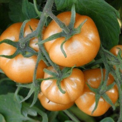 ����� ���������: �������� ����� ��� ������ ������