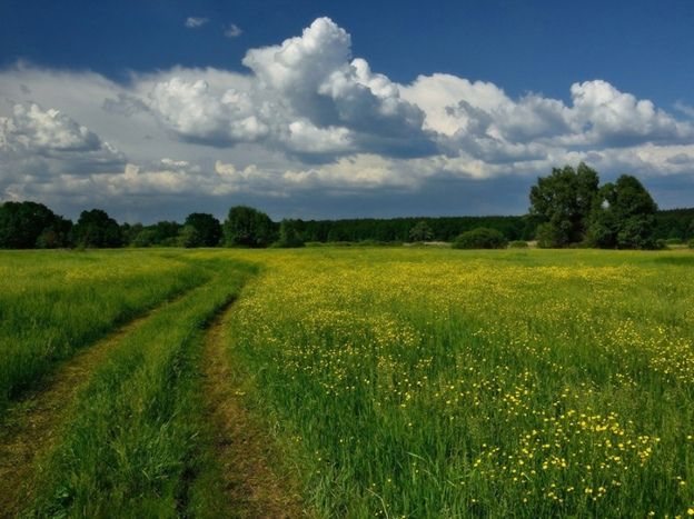 Трава: как она пережила эпохи и изменила планету