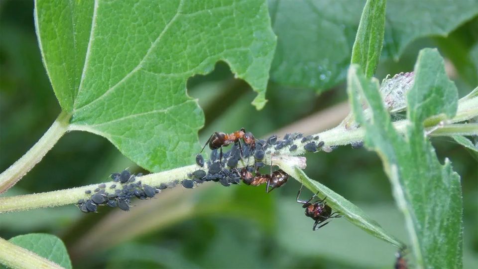 ��� ��������� ������� ��������: ��������� ���������� ���������� �������