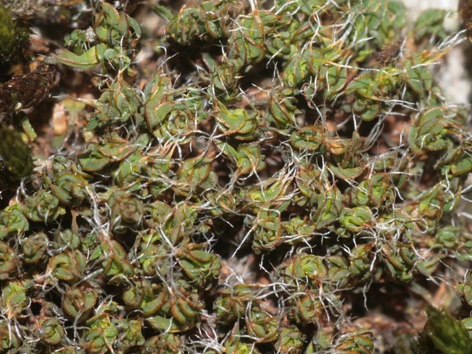 Как убрать мох и водоросли с террасы с помощью пищевой соды