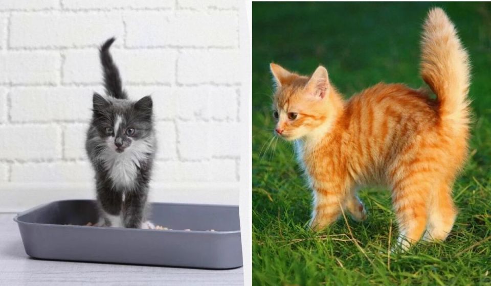 ����� ������: ��� ����������� � �������� ������������ ���������� �����