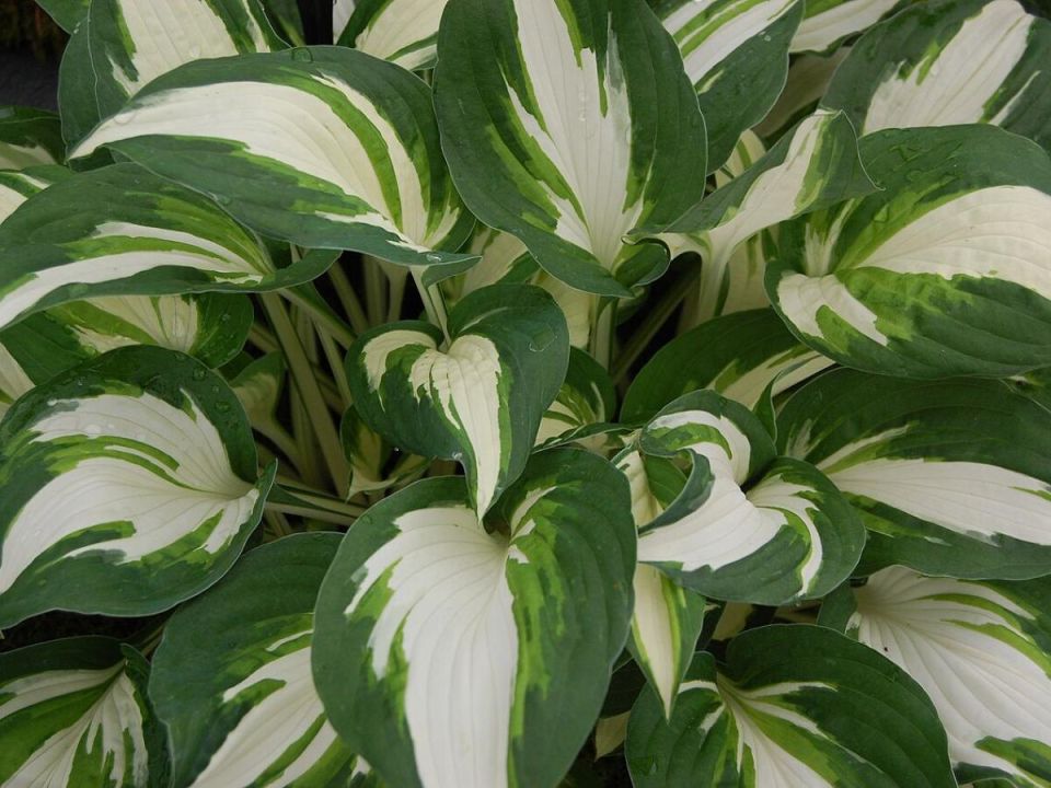 Устойчивые к тени растения для сада: как преобразить тенистые уголки без яркого солнца