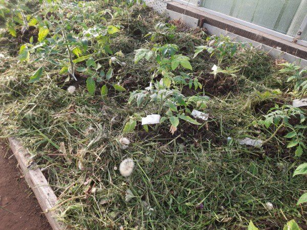 Как использовать скошенную траву как мульчу в теплице и что можно счесть за риск