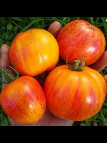 Кровоточащее сердце томатов: декоративность и урожайность с ярким вкусом