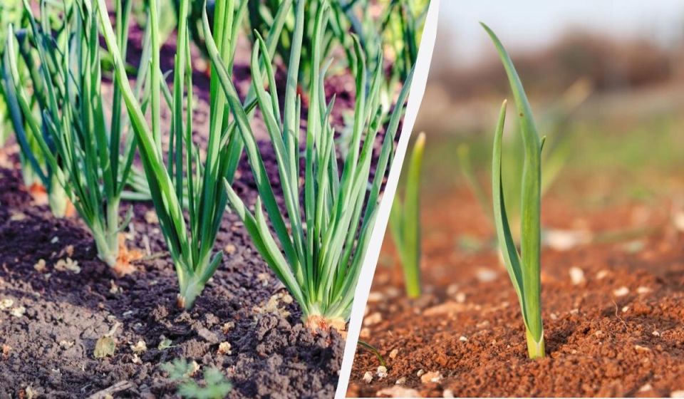 Что посадить рядом с чесноком и луком: лучшие и худшие соседи
