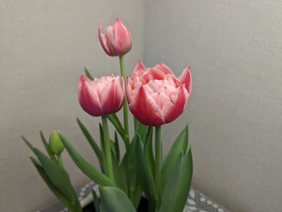 ��� ������: ����� ���������, ���� ����� ������?