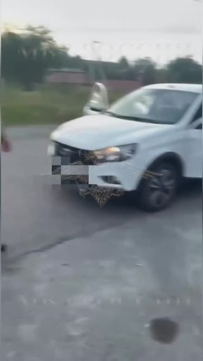 ,     11 ,       