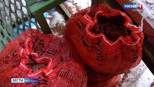 Особенные мастерицы зашили в подушки для бойцов тайгу